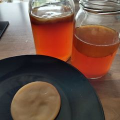 Kombucha SCOBY