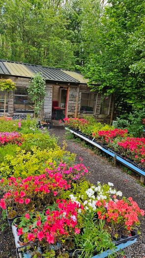Flowering Plants Weigela