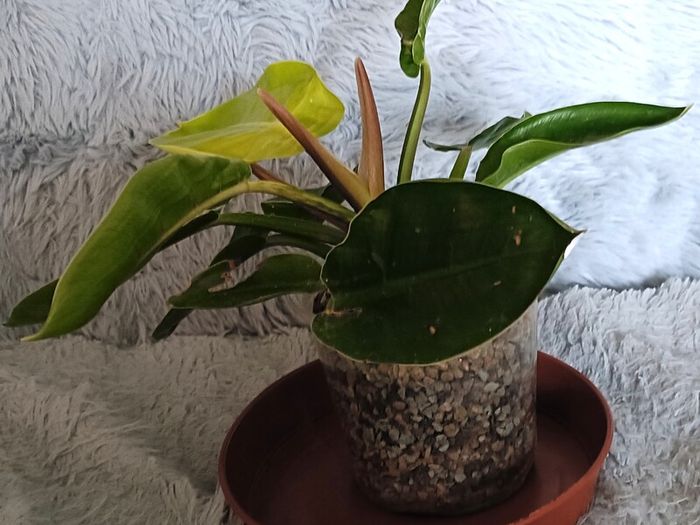 Philodendron - Moonlight, photos edit