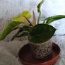 Philodendron - Moonlight, photos edit Image 5