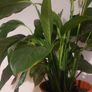 Peace lily 24cm Image 3