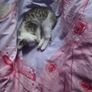 kitten Image 5