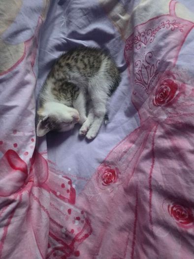 kitten