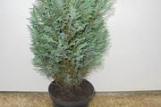 Outdoor plant