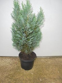 Outdoor plant