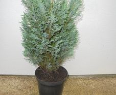 Outdoor plant