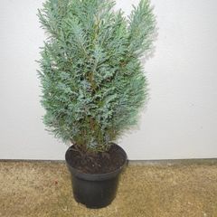 Outdoor plant