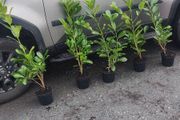 Cherry Laurel Hedging 3ft in 3 litre pots 5 euro