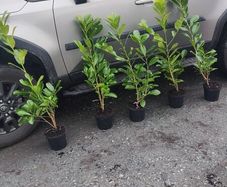 Cherry Laurel Hedging 3ft in 3 litre pots 5 euro