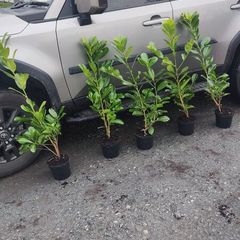 Cherry Laurel Hedging 3ft in 3 litre pots 5 euro
