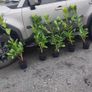 Cherry Laural Hedging 5/6 FT from 35 euro Image 10