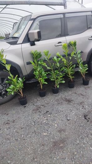 Cherry Laural Hedging 5/6 FT from 35 euro