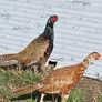 Pheasants 2026 Image 6