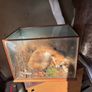 Taxidermy fox in glass case Image 2