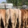 22 charlaois and limousine heifers 315kg Image 3