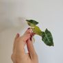 Philodendron Billietiae Variegated Image 3
