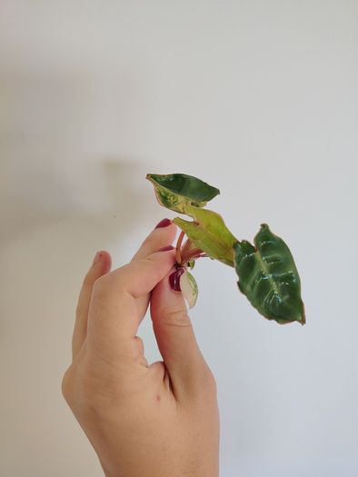 Philodendron Billietiae Variegated