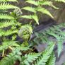tree ferns - dicksonia antarctica Image 3