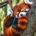 Sophie_Xena