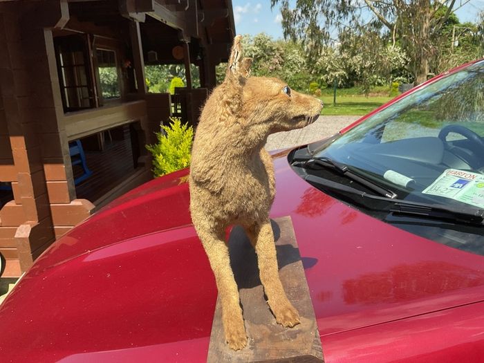 taxidermy