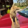taxidermy Image 2