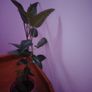 Mother of Millions Image 2