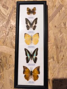 Butterflies in frame