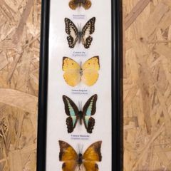 Butterflies in frame