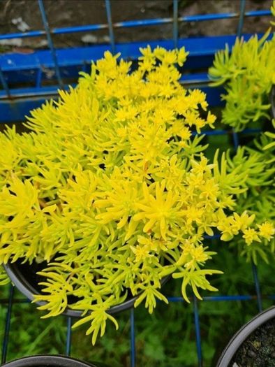plants for sale