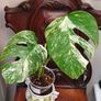 No.73 Monstera Albo Image 2
