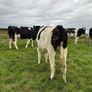 In Calf Heifers Image 5