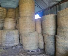 Round bales hay