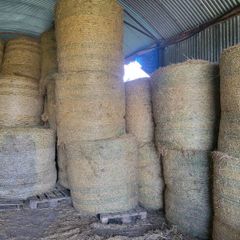 Round bales hay
