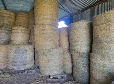 Round bales hay