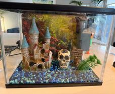 aqua dreams starter aquarium