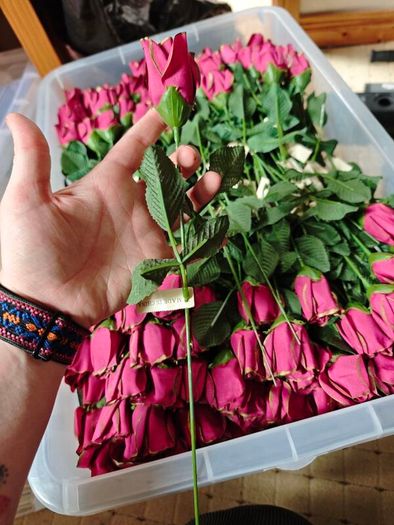 individual roses gold tipped red and blue