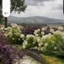 Hydrangea Annabelle  70 euro each Image 4