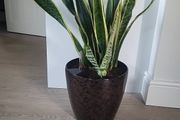 Sansevieria Laurentii planter