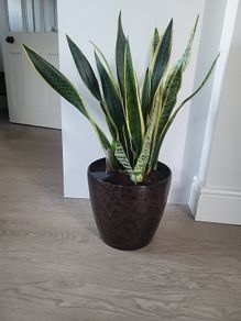 Sansevieria Laurentii planter