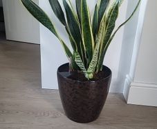 Sansevieria Laurentii planter