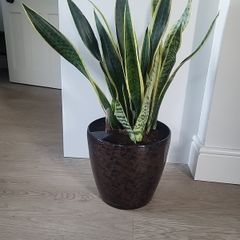 Sansevieria Laurentii planter