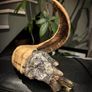Rams Horn Smokey Quartz Soldered Decoration Taxidermy Ethically Sourced Image 4