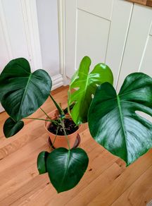 Monstera plant