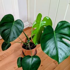 Monstera plant