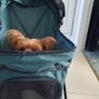 Dog buggy Image 2