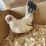 Hatching eggs Image 3