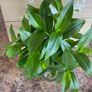 Plant - Tradescantia Fluminensis Green Hill - Houseplant Image 2
