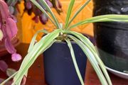 indoor plants