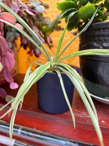 indoor plants