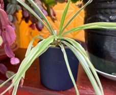 indoor plants